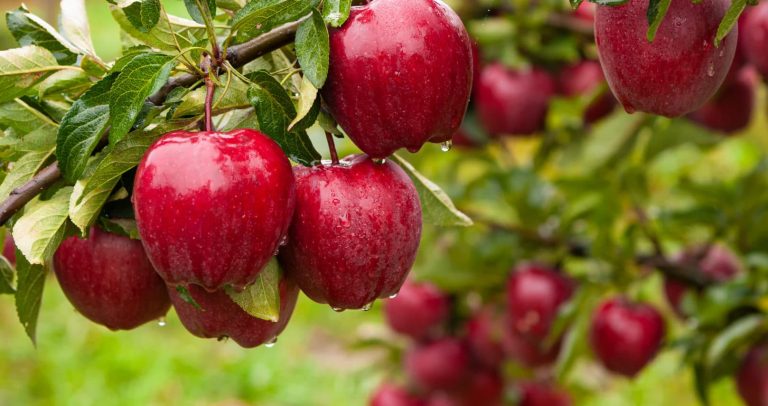 Autumn,Day.,Rural,Garden.,In,The,Frame,Ripe,Red,Apples
