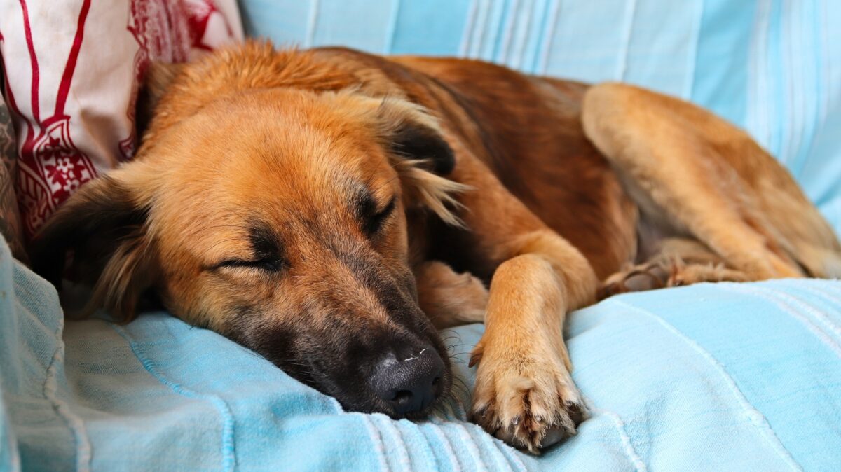 Cute brown dog sleeping peacefully on the blue covers of a sofa