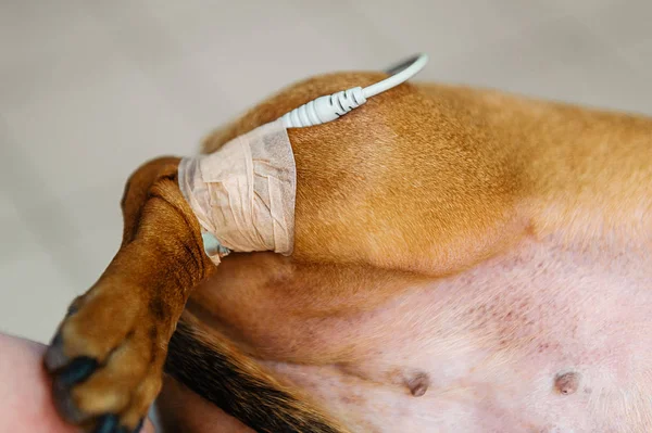 depositphotos_336762194-stock-photo-electrocardiogram-dog-dachshund-breed-cardiological