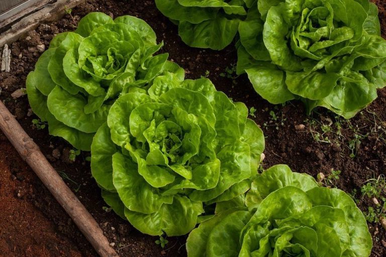 salata