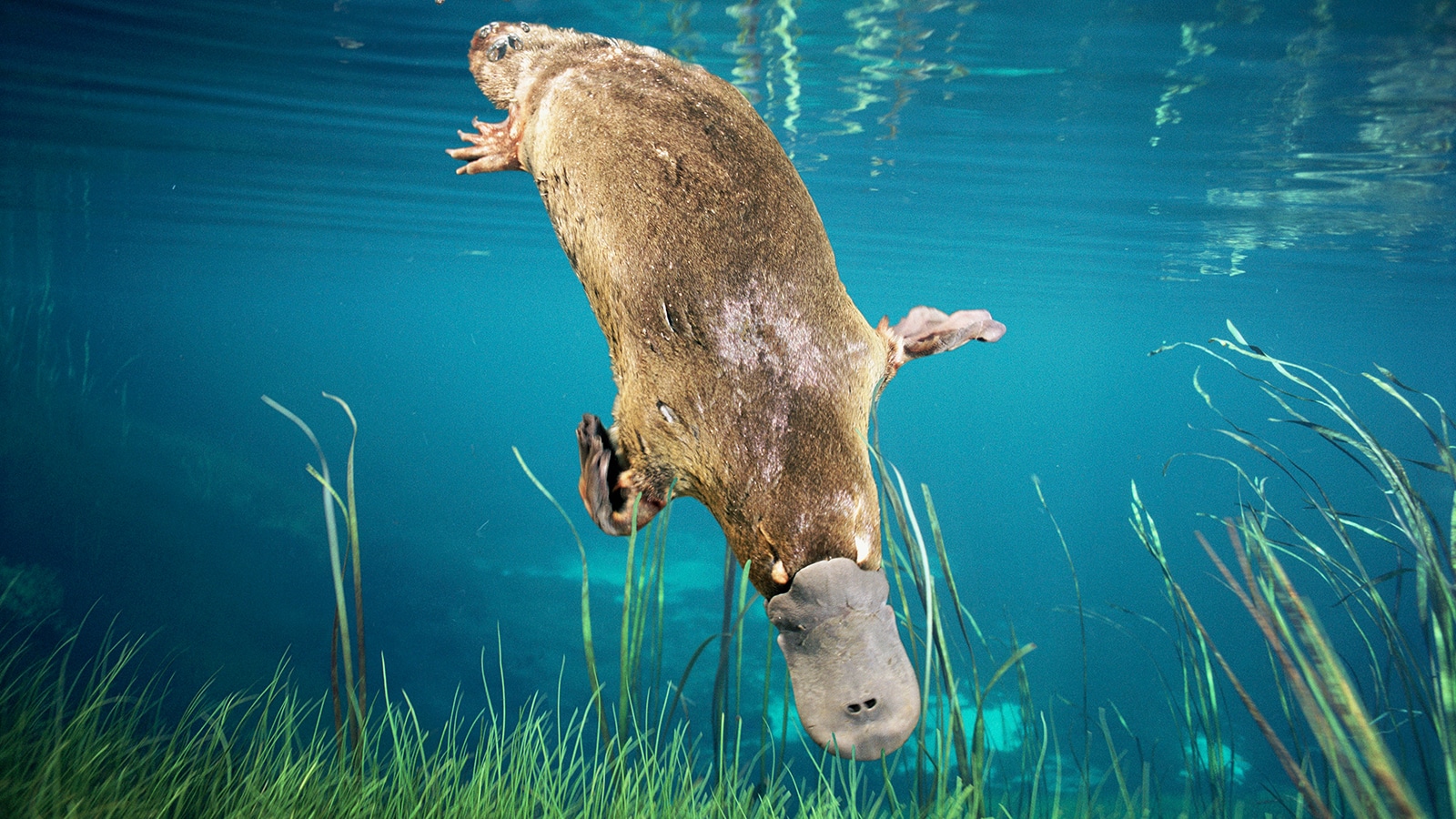 Duck-billed Platypus diving (Ornithorhynchus anatinus), Tasmania, Australia. Digital composite