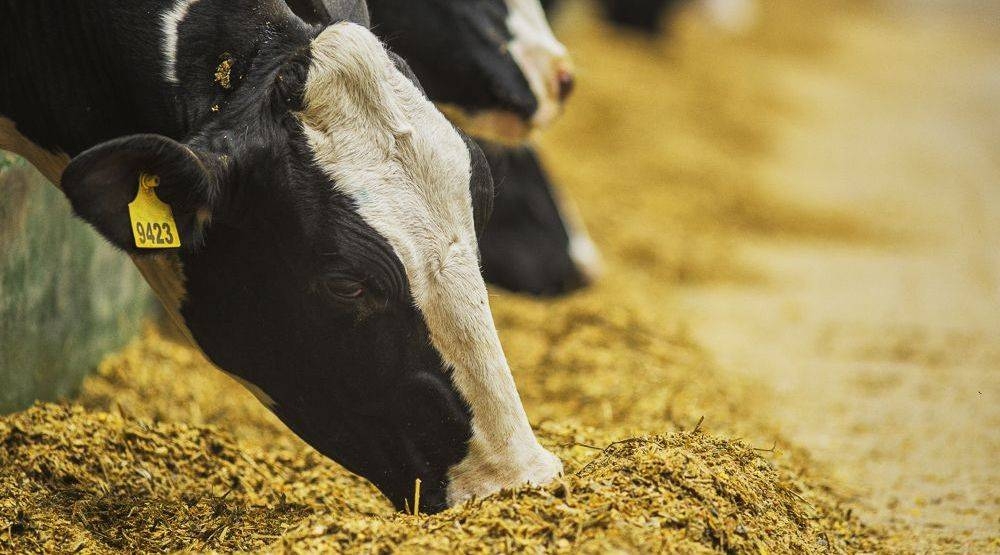 Miért puffadnak a tehenek a vizes takarmánytól? – Az okok és a lehetséges megoldások