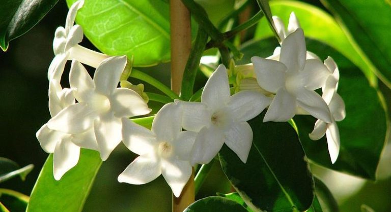747330-a-koszorufutoka-madagaszkari-jazmin-stephanotis-floribunda-gondozasa