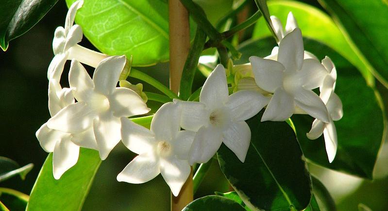 747330-a-koszorufutoka-madagaszkari-jazmin-stephanotis-floribunda-gondozasa