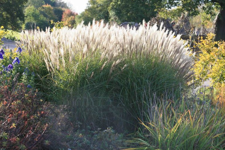 Miscanthussinensis_Undine_1nbrcg