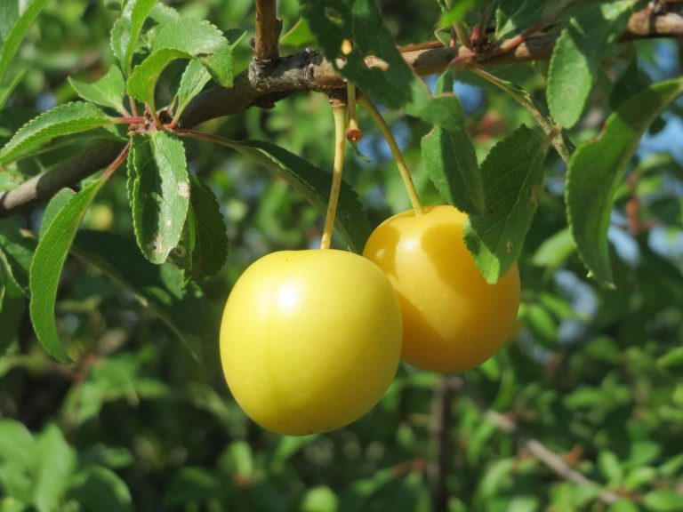 Prunus-cerasifera-1-scaled