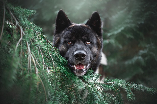 akita-5964180_640