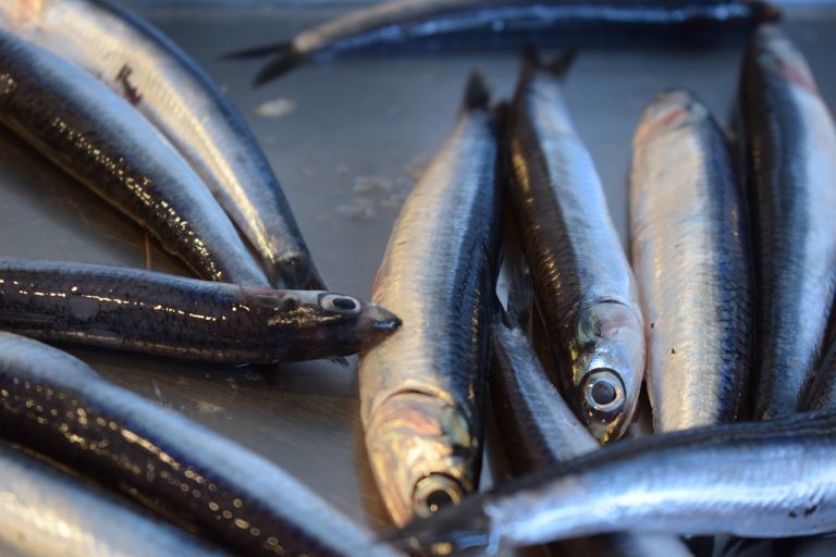 anchovies-5945114_1280