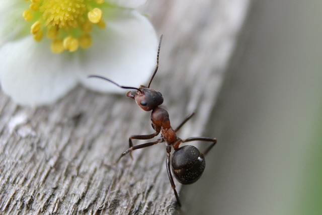 ant-954015_640