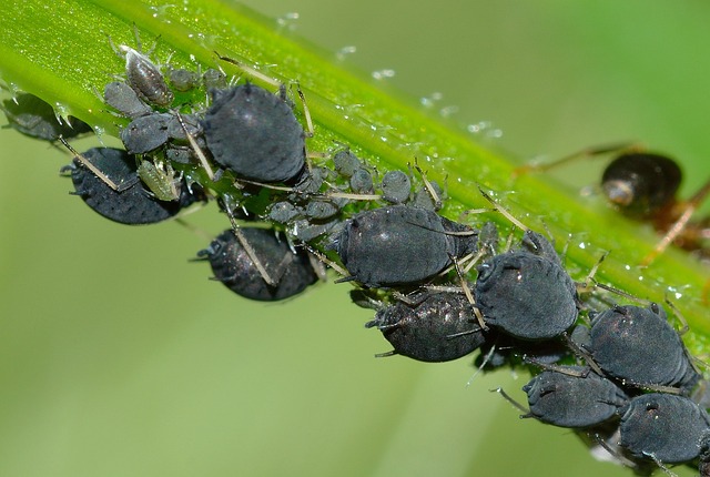 aphids-756838_640