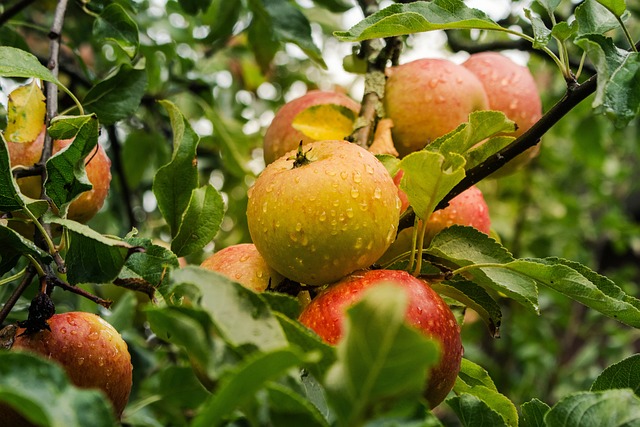 apple-4055926_640