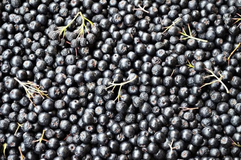 aronia-936915_1920