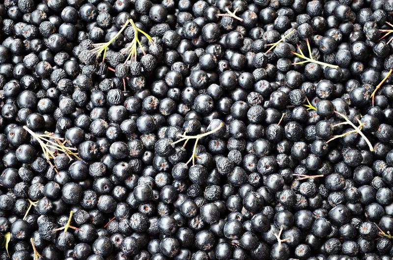 aronia-936915_1920