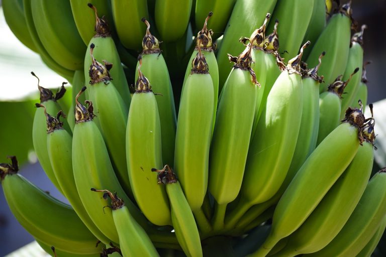 banan-zold