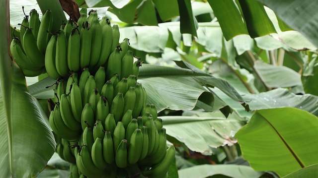 banana-tree-7563769_640