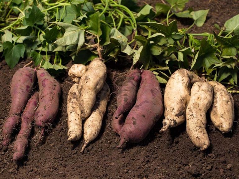 batata-1