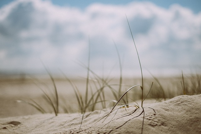 beach-1866823_640