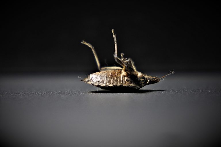 bedbugs-4332926_1280