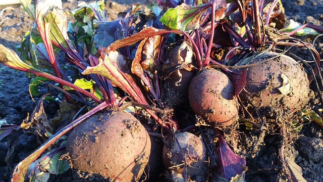 beetroot-2431309_640