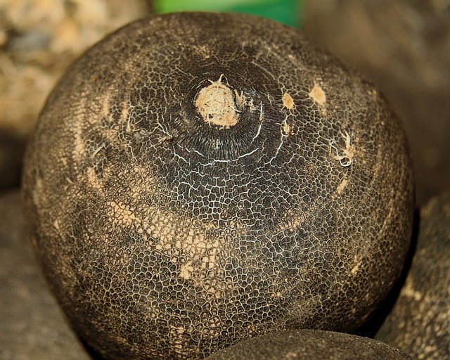 black-winter-radish-3263592_640