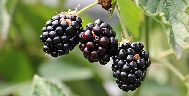 blackberries-1539540_640