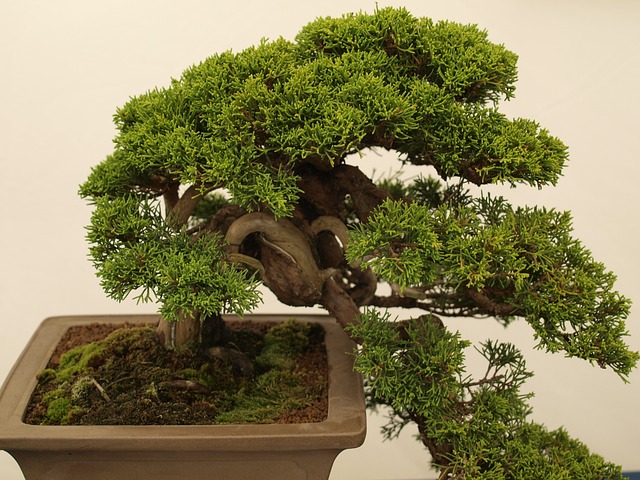 bonsai-2699894_640