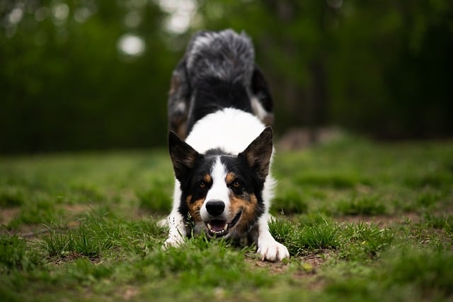 border-collie-8104878_640