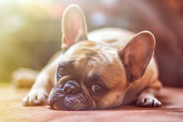 bulldog-1224267_640
