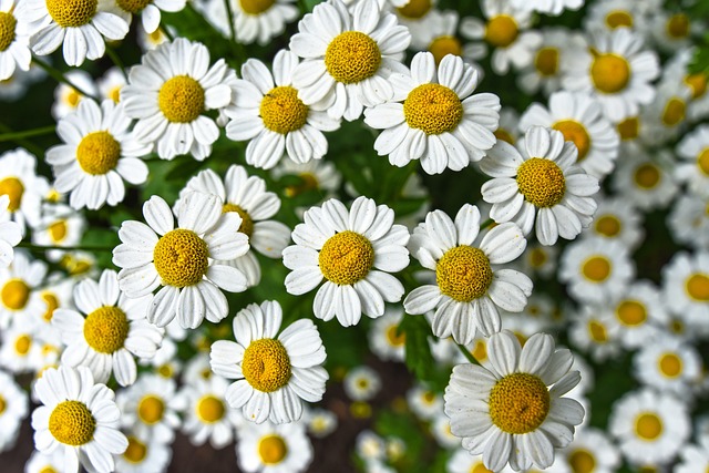 chamomile-3489847_640