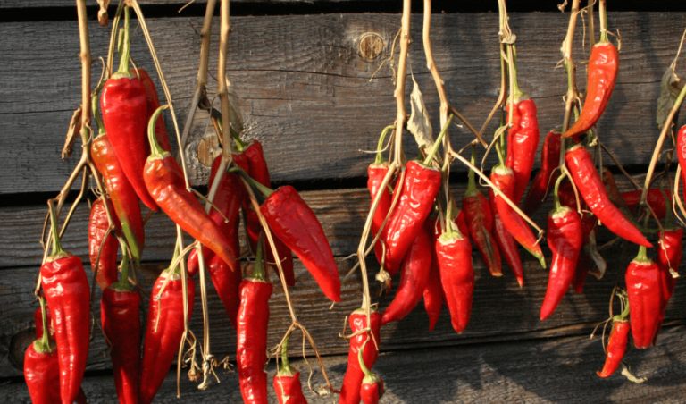 chili-paprika-szaritasa-napon