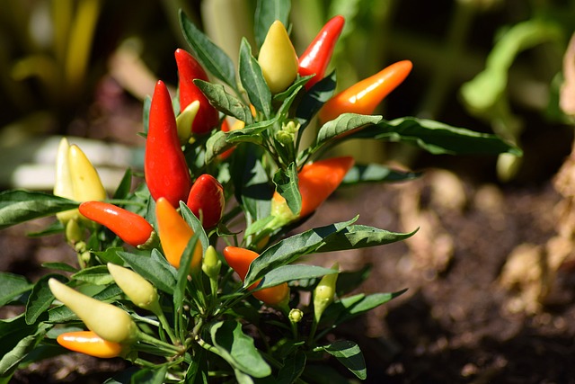 chili-pepper-1783761_640