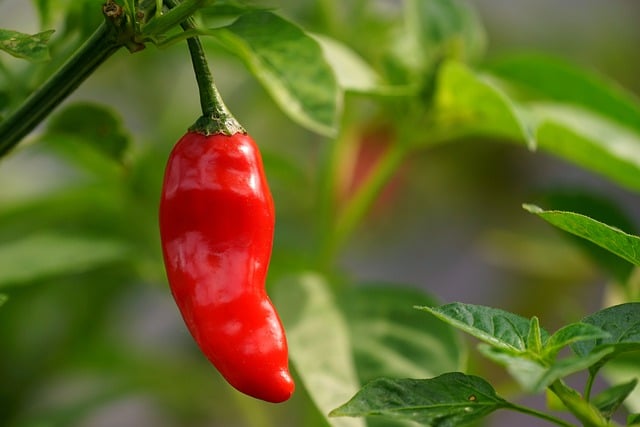 chilli-7527531_640
