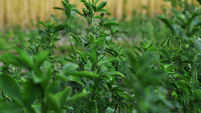 clover-2491168_640