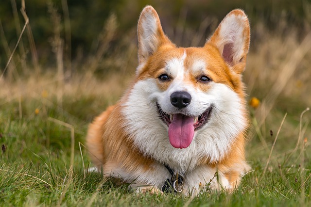 corgi-6705821_640