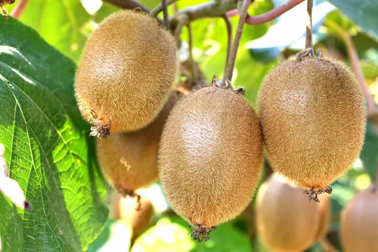 csm_Kiwi_fruit_023bda94ac
