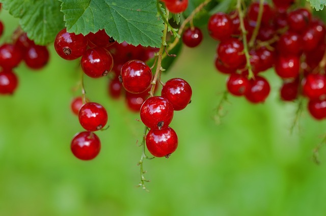 currants-896223_640