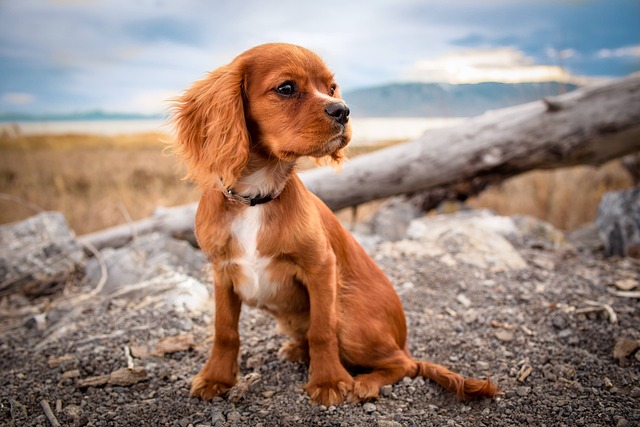 dog-1851107_640