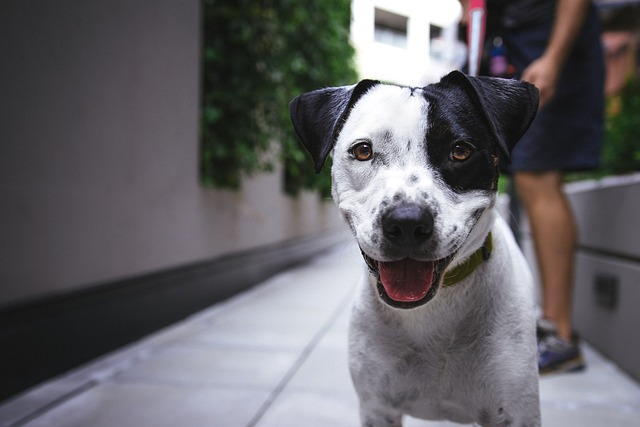 dog-1868871_640