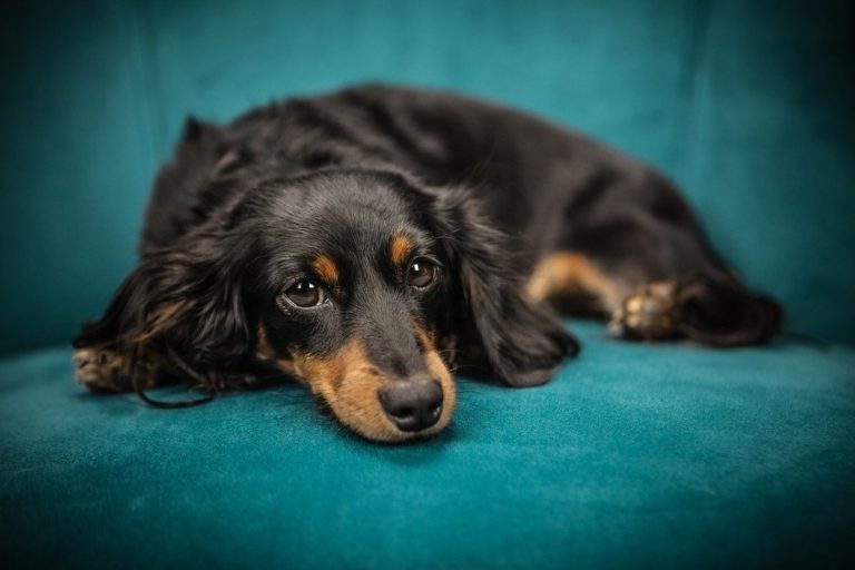 dog-2561134_1280-1200x800