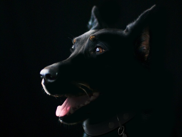 dog-5519360_640