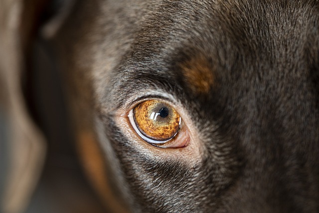 dog-5997842_640