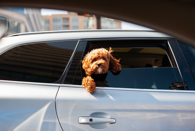 dog-6680642_640
