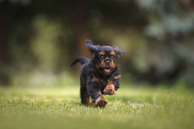 dog-6977210_640
