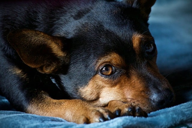 dog-7858450_640