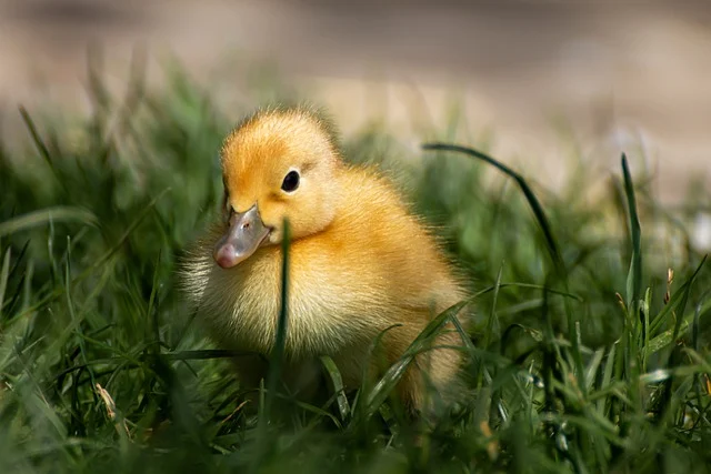 duck-7713310_640