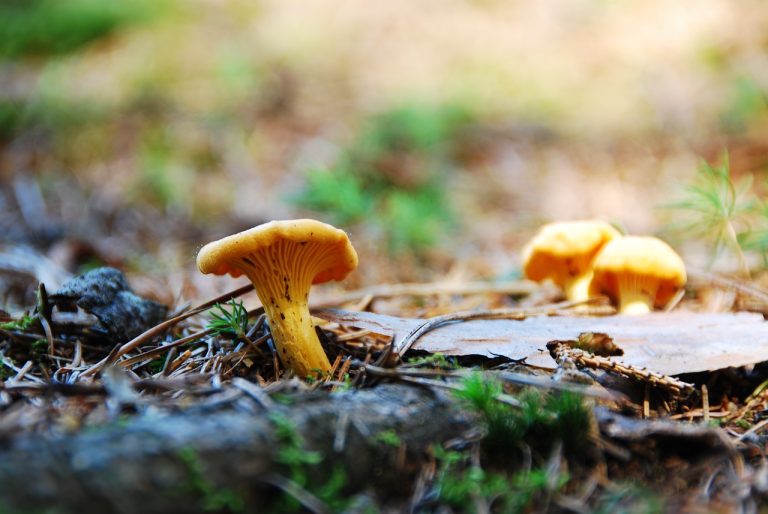 egg-mushroom-1558873_1280