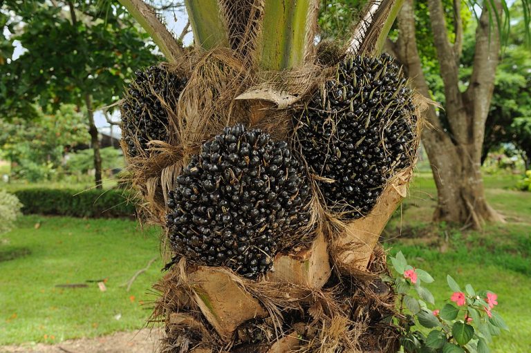 elaeis_guineensis_oil_palm_fruit_portoviejo_ecuador