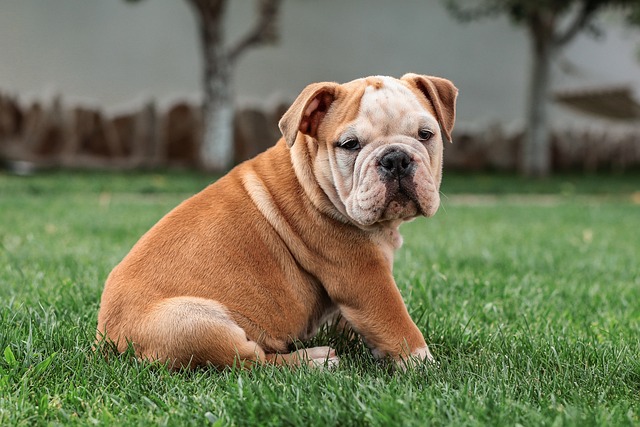 english-bulldog-5422018_640