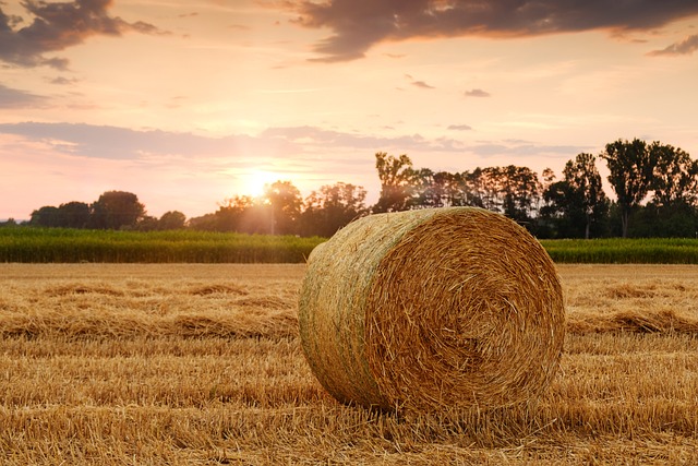 field-3521063_640