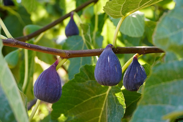 figs-7421484_640